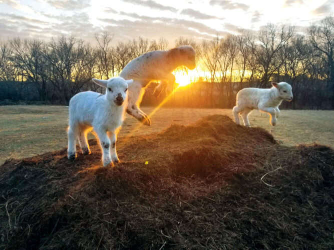 Lambing Season and Livestock Guardian Puppies